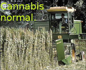 hempfarmer.jpg