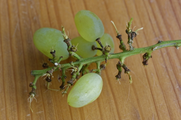 Weintrauben mit Staengel